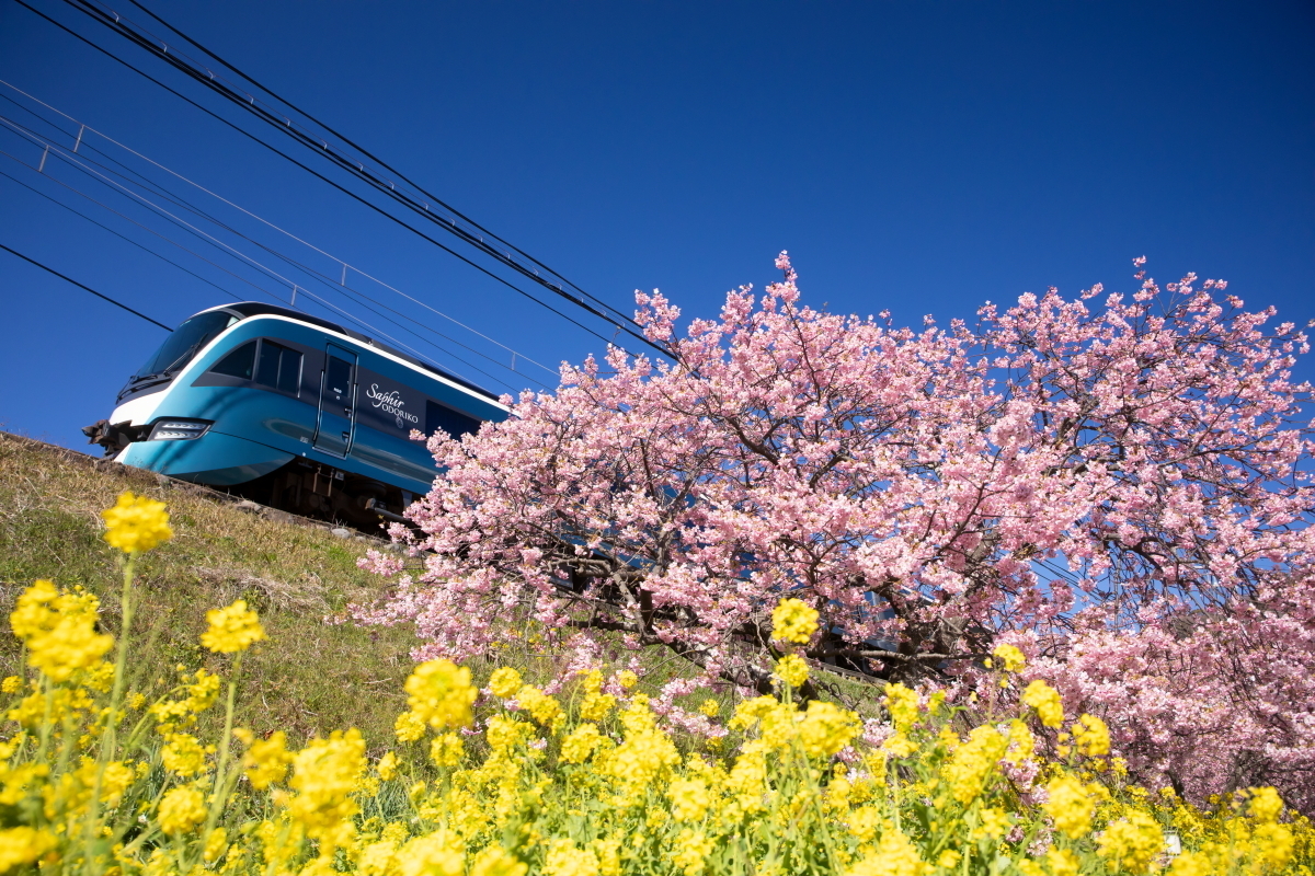 川崎・【伊豆・熱海】優雅な「サフィール踊り子」に乗って春の伊豆へ！