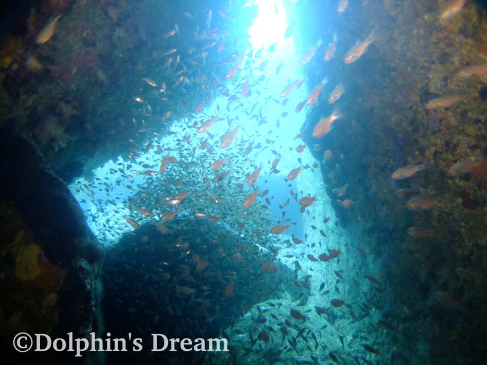 夜発２泊２日ツアー 西伊豆 雲見 ＦＤ／アドバンスド オープン ウォーター／ボート・ダイバーＳＰ