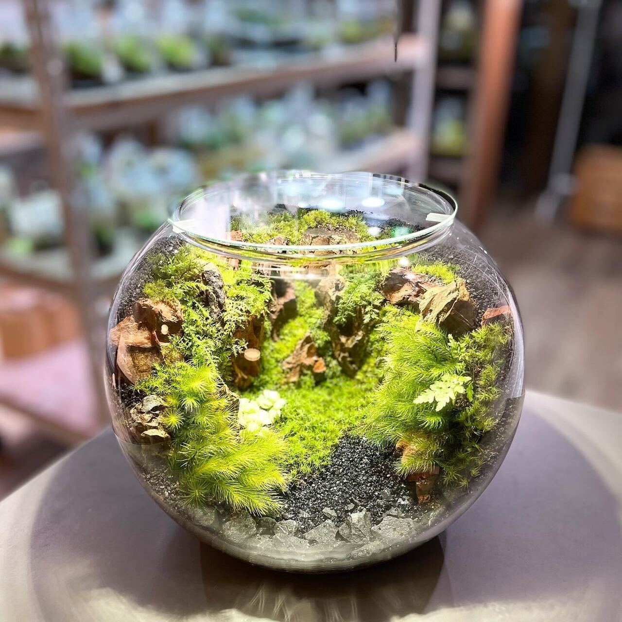 【 クリエイターコース修了者限定 】洞穴テラリウム探窟コース