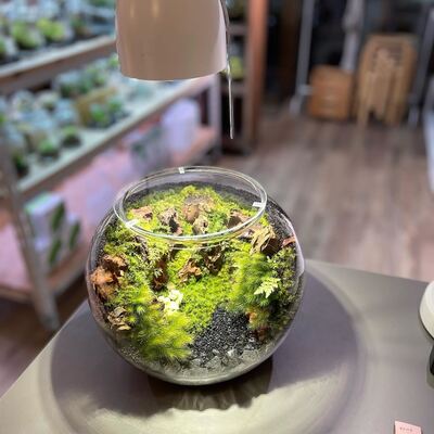 【 クリエイターコース修了者限定 】洞穴テラリウム探窟コース