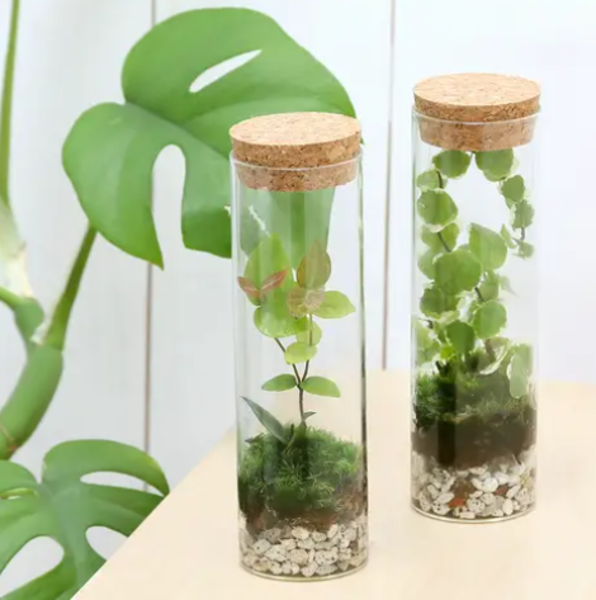 初めての苔テラリウム　ワークショップ