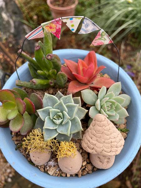多肉植物 緑と赤のグラデーション 中型*3 健康的な多肉植物 中型 緑と赤のグラデーション*3