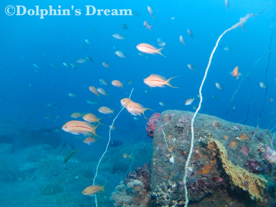 朝発１泊２日ツアー 西伊豆 静浦＆大瀬崎 ＦＤ／ＳＰ