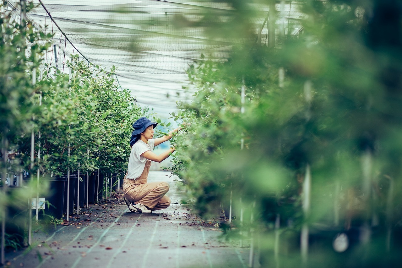 【伊勢キッズワークショップ！】ブルーベリー農園で一日農家さん！