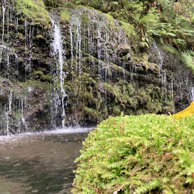 【箱根】藤井久子さんゲスト苔観察会 Moss Walk ☆Let us cling together☆