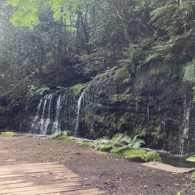 【箱根】藤井久子さんゲスト苔観察会 Moss Walk ☆Let us cling together☆