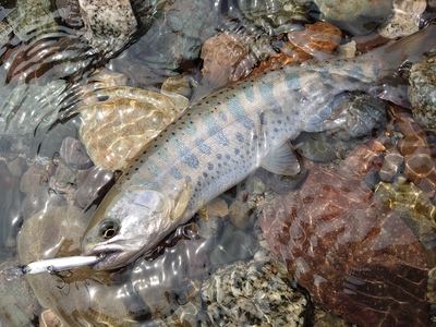 白神フィッシングガイド　～渓流釣り個別講習～