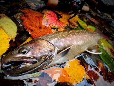 白神フィッシングガイド　～渓流釣り個別講習～
