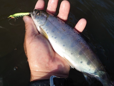 白神フィッシングガイド　～渓流釣り個別講習～