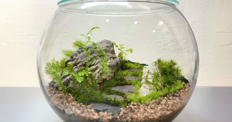 苔テラリウム c800x420_0ec93d19.png