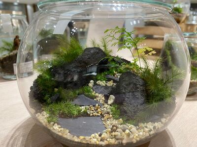 【 渋谷ヒカリエ 】中型編　苔テラリウムワークショップ　FeelTheGarden