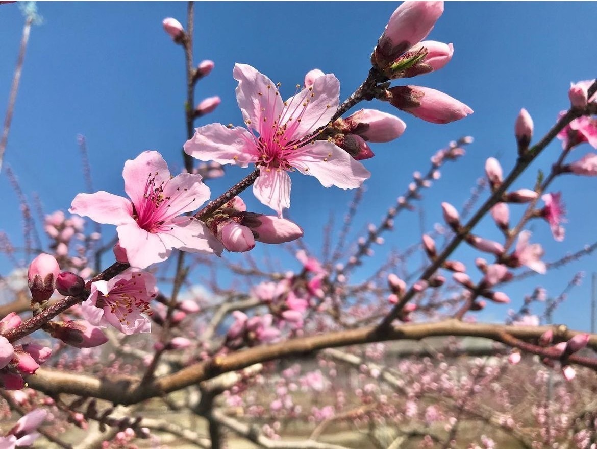 PESCA−SHOP【6月〜10月お食事のご予約はこちら】（７日前までのご予約はお電話にてお問い合わせください）