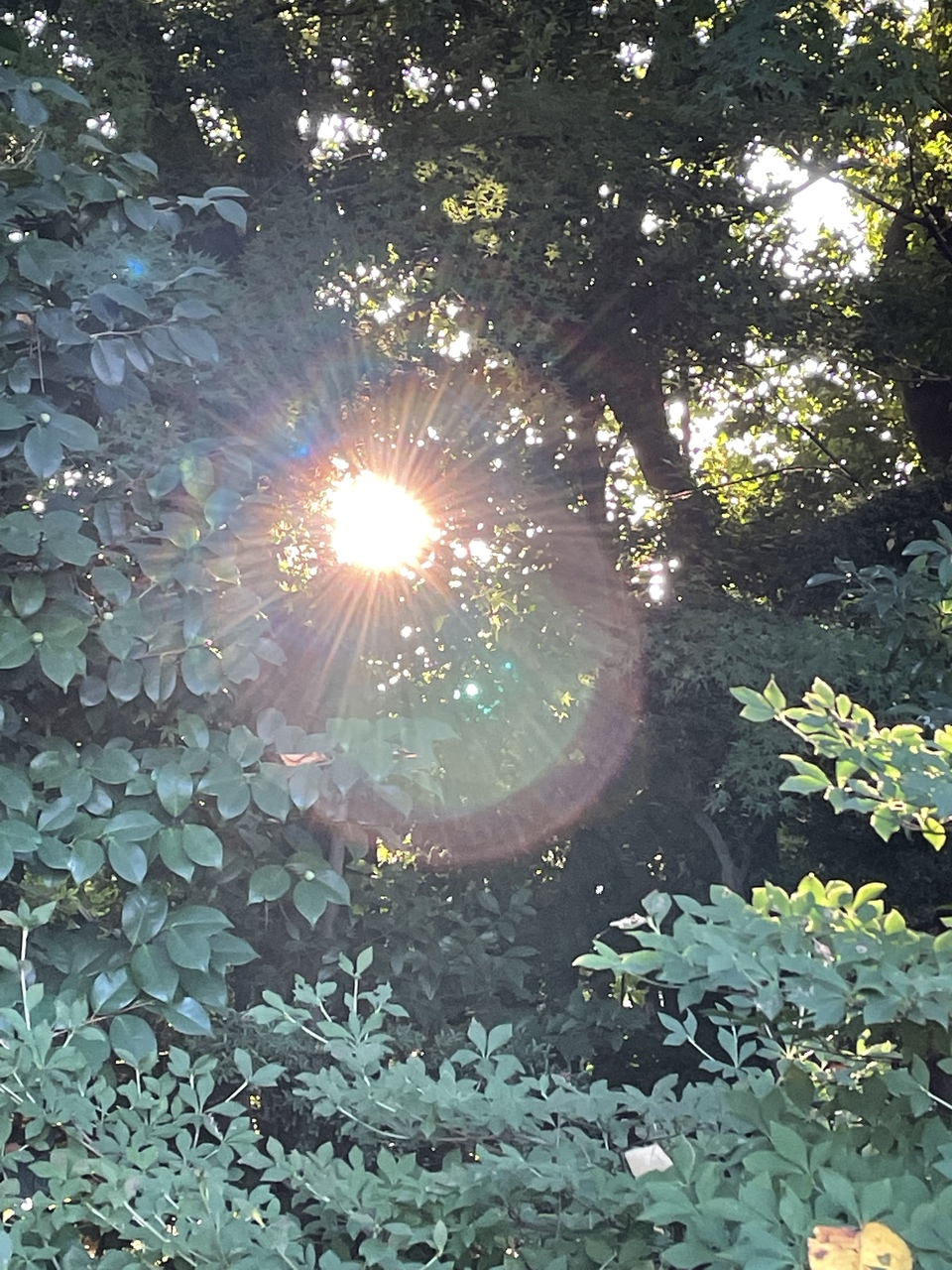 ソーシャルパノラマセッション