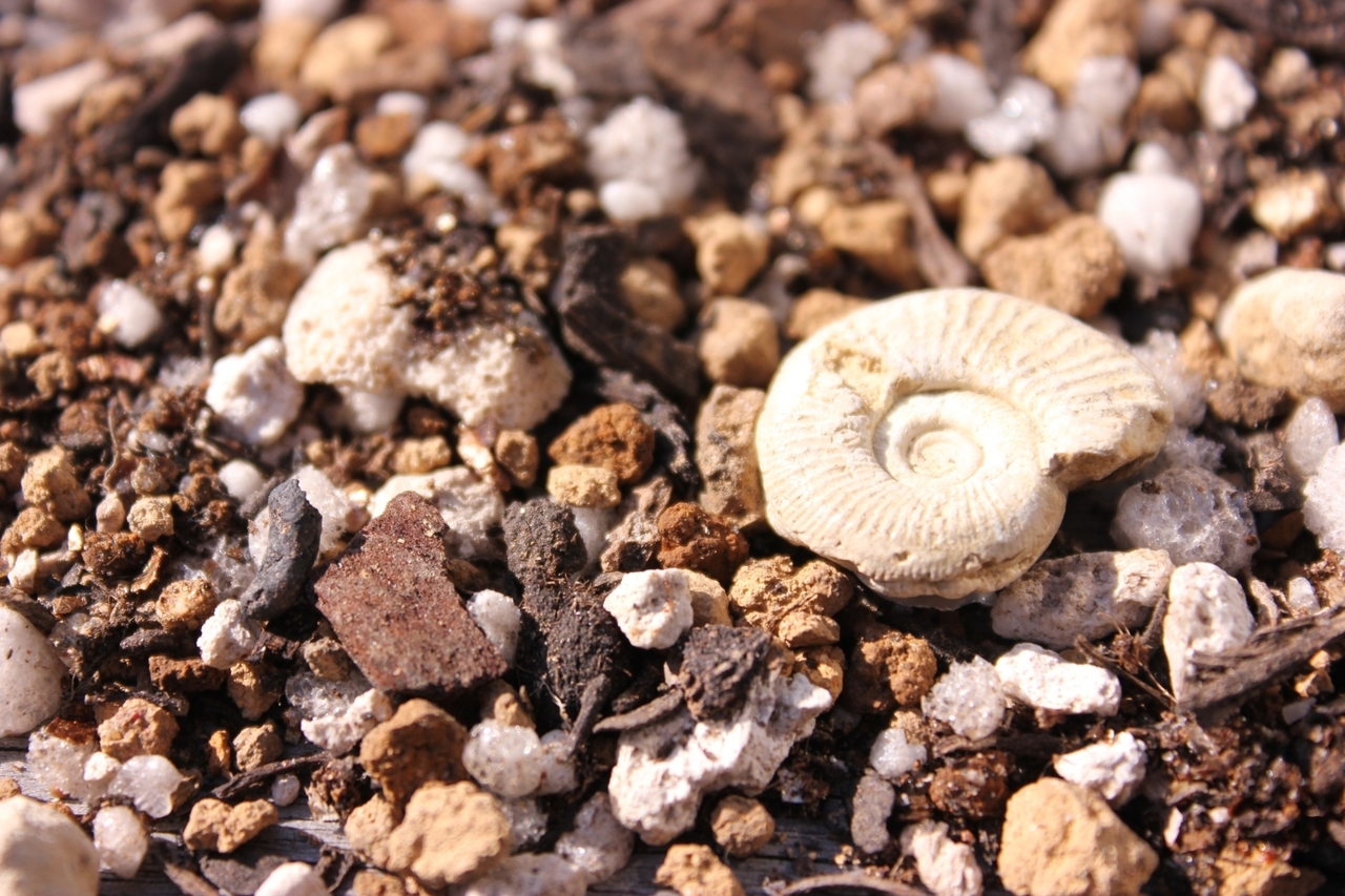 【小平市】きょうりゅうフェア  ホンモノの恐竜の化石発掘体験｜2021年6月20日(日)