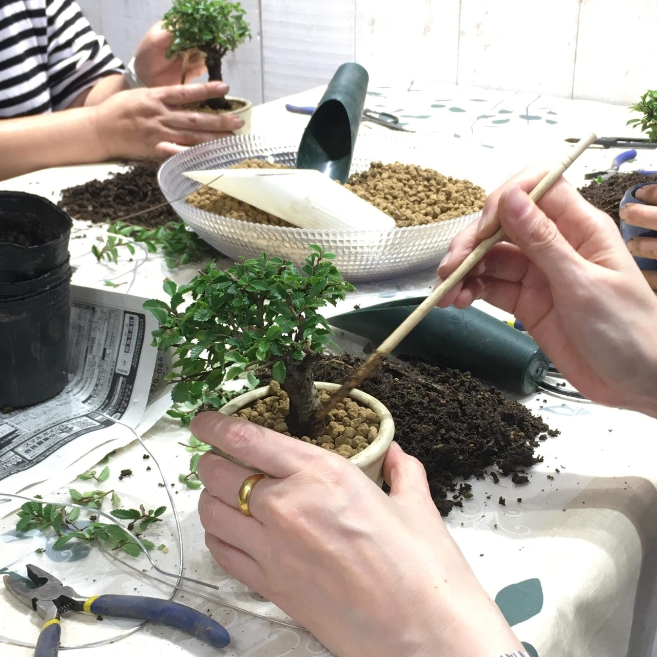 東京・～特別プライス！盆栽体験～【はちす葉 BONSAI 喜楽園】盆栽をもっと身近に！自分だけの盆栽を作ろう！！