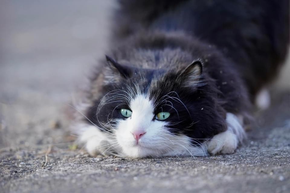 【中国語】発音