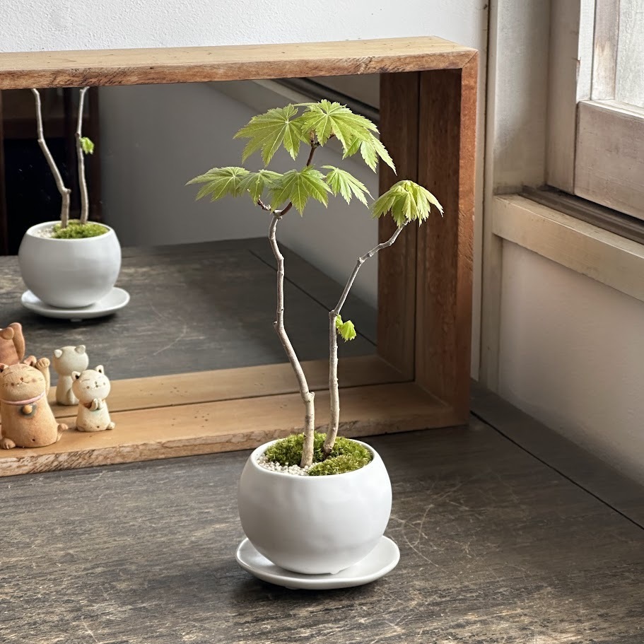 【 阪急うめだ本店 】<BonCyu>新緑のもみじを楽しむ…もみじ(コハウチワカエデ)の情景盆栽を作りましょう！【大阪】