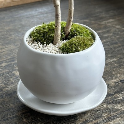 【 阪急うめだ本店 】<BonCyu>新緑のもみじを楽しむ…もみじ(コハウチワカエデ)の情景盆栽を作りましょう！【大阪】