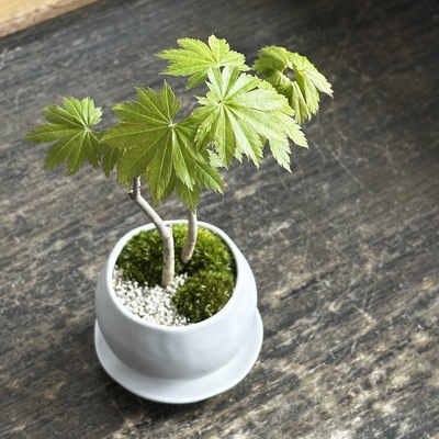 【 阪急うめだ本店 】<BonCyu>新緑のもみじを楽しむ…もみじ(コハウチワカエデ)の情景盆栽を作りましょう！【大阪】