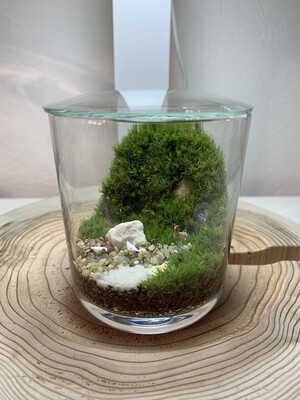 苔テラリウム 題名『 倒木更新 』 倒木更新とは、寿命や天災、伐採などによって倒れ