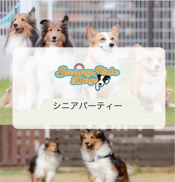 シニア犬パーティー